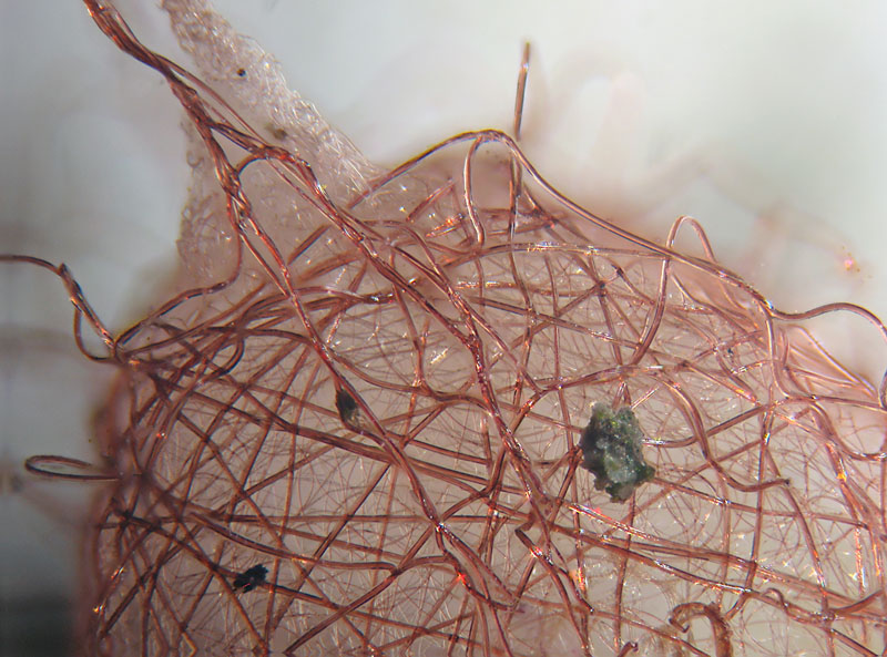 Ovatura di Ero sp. (Mimetidae)